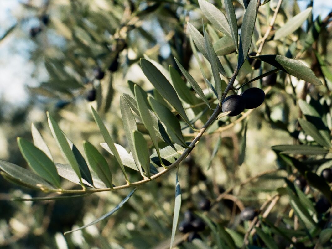 olive harvest by montana